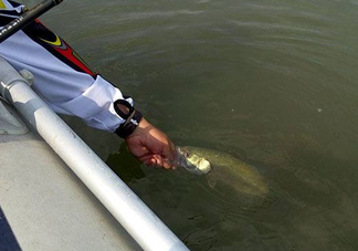 釣海鱸魚什么時候最好？釣海鱸魚用什么樣的魚餌？