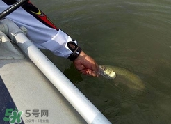 釣海鱸魚什么時候最好？釣海鱸魚用什么樣的魚餌？