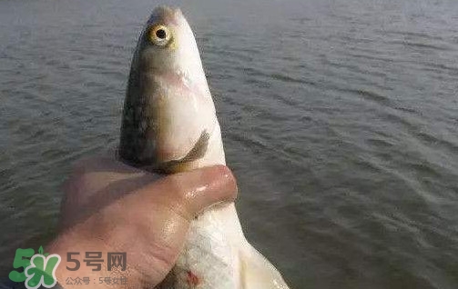 釣海鱸魚什么時候最好？釣海鱸魚用什么樣的魚餌？