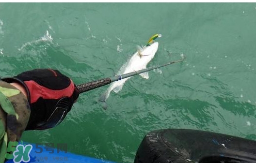 釣海鱸魚什么時候最好？釣海鱸魚用什么樣的魚餌？