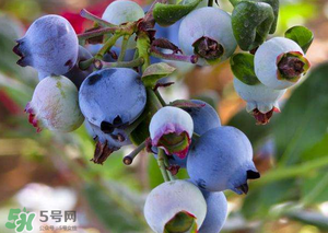 蘋果和藍(lán)莓能一起吃嗎？蘋果和藍(lán)莓干能一起吃嗎？
