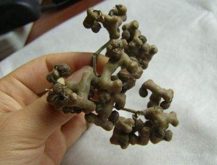 拐棗什么時(shí)候成熟？拐棗是什么樣的呀