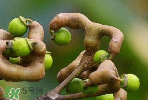 萬壽果多少錢一斤2017？萬壽果什么時候成熟