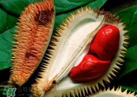 紅肉榴蓮是什么品種？紅色的榴蓮是什么品種？