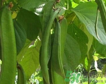 刀豆是豆制品嗎？刀豆是豆角嗎？
