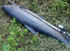 釣青魚怎么調(diào)漂圖解？釣青魚最佳調(diào)漂是幾目