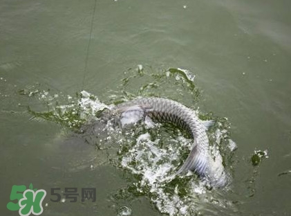 釣青魚怎么調(diào)漂圖解？釣青魚最佳調(diào)漂是幾目