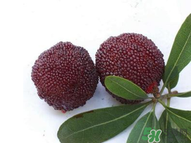 楊梅和櫻桃能一起吃嗎？楊梅可以和櫻桃一起吃嗎？