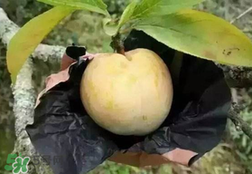 奈李什么時候成熟？奈李孕婦能吃嗎？