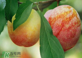 奈李什么時候成熟？奈李孕婦能吃嗎？