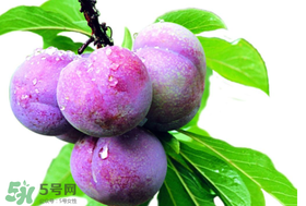 脆紅李什么時候成熟？脆紅李幾月成熟？