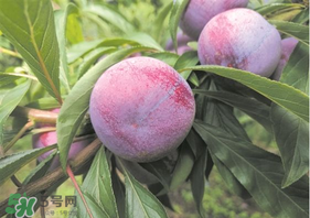 脆紅李什么時候成熟？脆紅李幾月成熟？