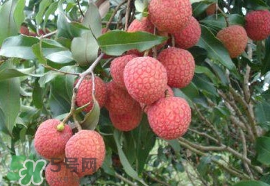 白糖罌荔枝怎樣保果的？白糖罌荔枝和白蠟的區(qū)別