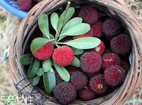 楊梅籽可以種嗎？楊梅籽怎么種小盆栽?？