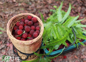 楊梅籽可以種嗎？楊梅籽怎么種小盆栽?？
