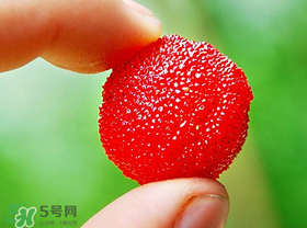 楊梅一天最多吃多少？楊梅一次能吃多少？
