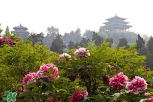 7月份去北京穿什么？七月份去北京穿衣搭配