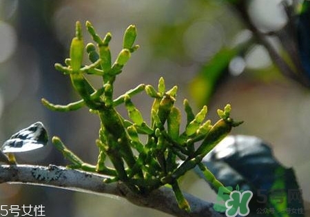 螃蟹腳茶多少錢(qián)一斤2017？螃蟹腳茶的價(jià)格