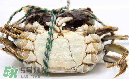 為什么說六月黃有公蟹沒有母蟹？怎樣區(qū)分螃蟹的公母