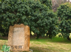掛綠為什么只有一株？掛綠荔枝為什么不多種？