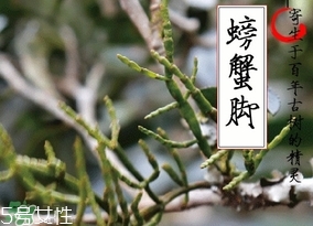 螃蟹腳茶哪些人不能喝？螃蟹腳茶哪些人能喝