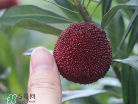 楊梅放冰箱能放幾天？楊梅可以放冰箱嗎？