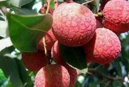 黑葉荔枝好吃嗎？黑葉荔枝多少錢一斤2017？
