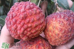 荔枝王是什么品種？荔枝王多少錢一斤2017？