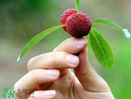 楊梅和花生能一起吃嗎？吃了楊梅還能吃生花生嗎？