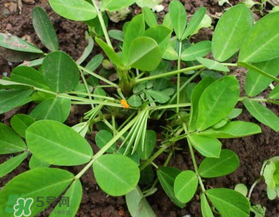 六月份還可以種花生嗎？六月份種花生可以嗎？