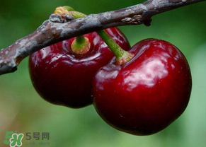 六月份還有櫻桃嗎？6月還有櫻桃嗎？