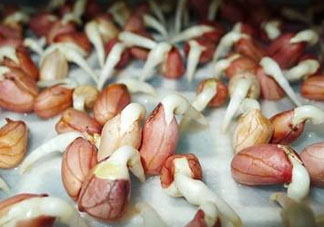 六月份還可以種花生嗎？六月份種花生可以嗎？