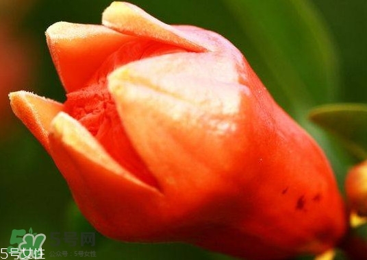 石榴花有毒嗎？石榴花能吃嗎？