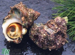海螺怎樣吃才正確圖解？海螺哪里不能吃圖示
