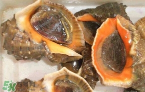 海螺是發(fā)物嗎？海螺是不是發(fā)物