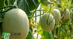 甜瓜怎么挑？甜瓜挑選方法