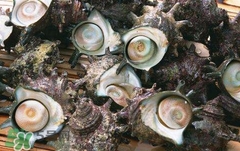 死海螺能吃嗎？死海螺可以吃嗎
