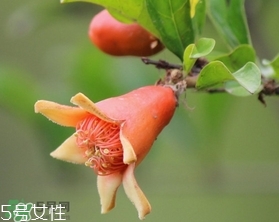 石榴花有毒嗎？石榴花能吃嗎？