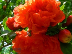石榴花花語代表什么意思？石榴花花語是什么意思