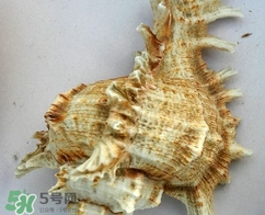 海螺是寒性的嗎？海螺是熱性還是涼性的