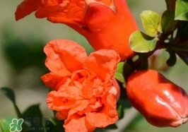 石榴花花語代表什么意思？石榴花花語是什么意思