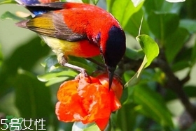 石榴花有毒嗎？石榴花能吃嗎？