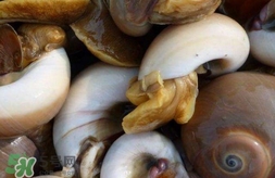 海螺是發(fā)物嗎？海螺是不是發(fā)物