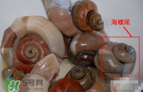 海螺是發(fā)物嗎？海螺是不是發(fā)物