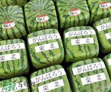 方形西瓜是如何種出來(lái)的？方形西瓜是怎么長(zhǎng)成的