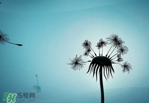 蒲公英開花了還能吃嗎？蒲公英開花的好還是不開花的好？