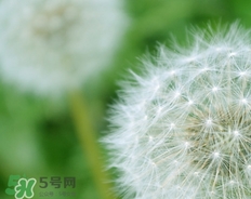 蒲公英開花了還能吃嗎？蒲公英開花的好還是不開花的好？