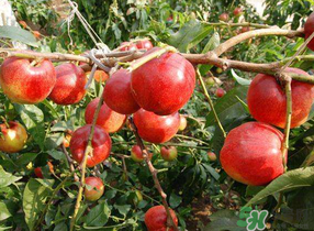油桃和西紅柿能一起吃嗎？毛桃和西紅柿能一起吃嗎？