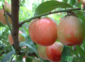 油桃和西紅柿能一起吃嗎？毛桃和西紅柿能一起吃嗎？