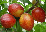 油桃和西紅柿能一起吃嗎？毛桃和西紅柿能一起吃嗎？
